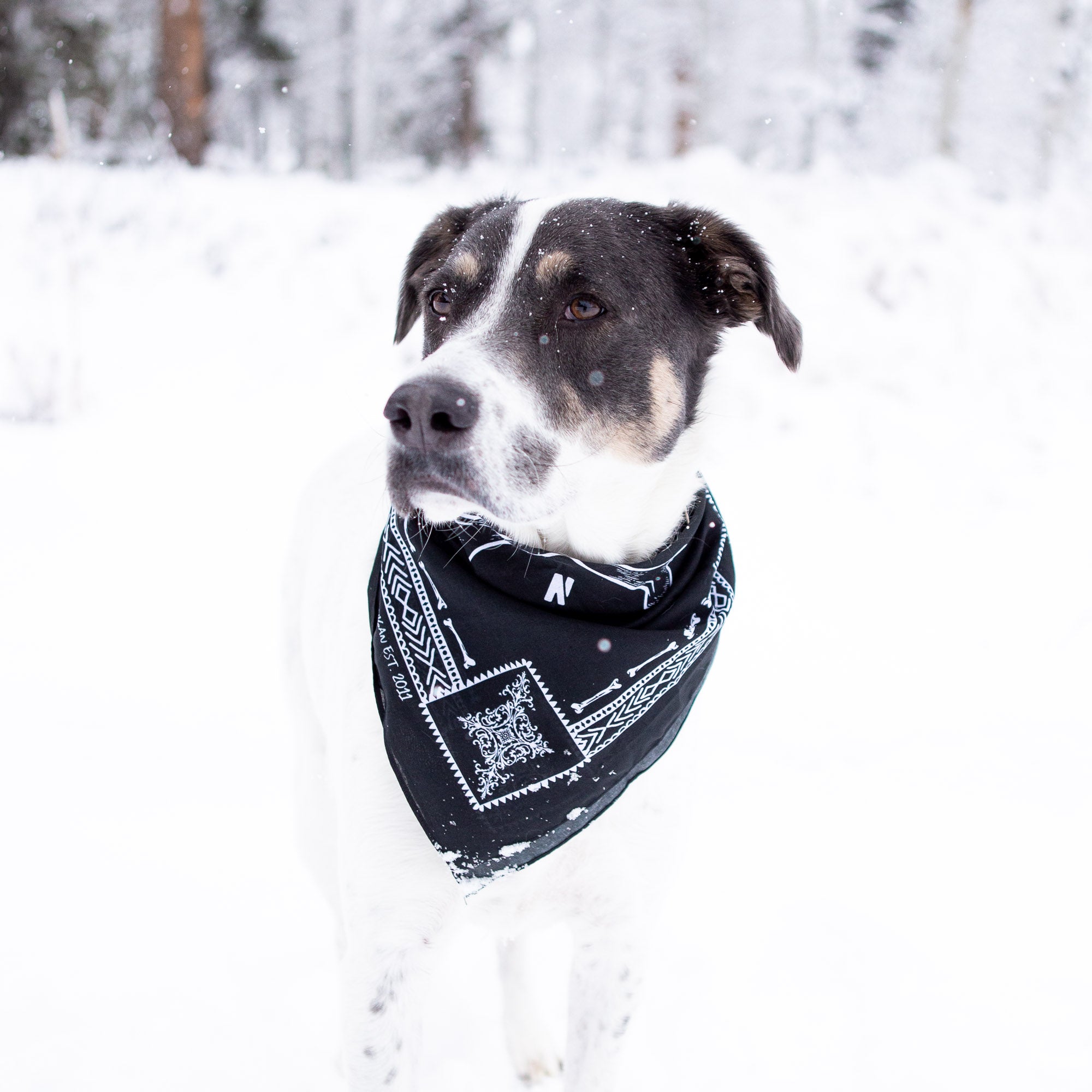 A dog wearing a black Hoonigan BONES bandana stands in a snowy landscape, showcasing its stylish design.