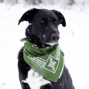 A black dog wearing a green Hoonigan BONES bandana, sitting in the snow with a focused expression.
