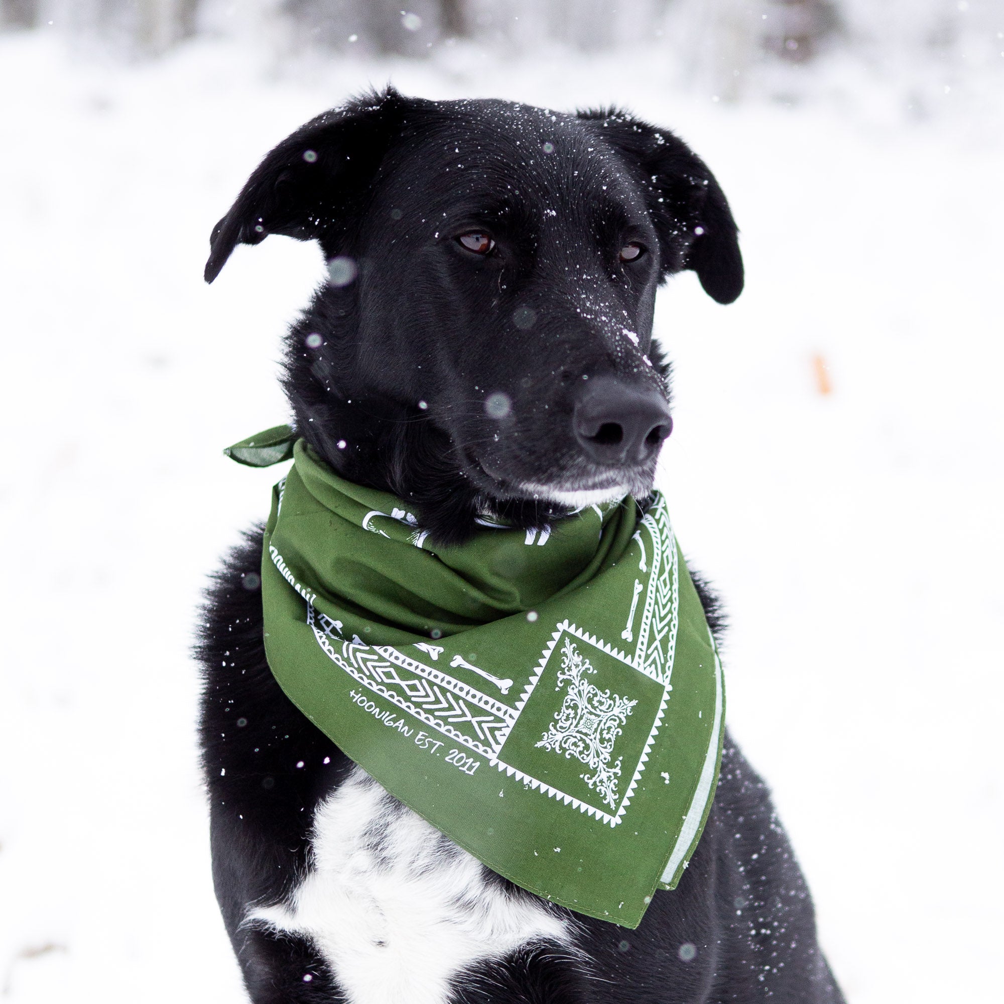 A black dog wearing a green Hoonigan BONES bandana, sitting in the snow with a focused expression.